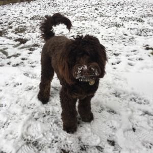 Meet your Posher, Grace